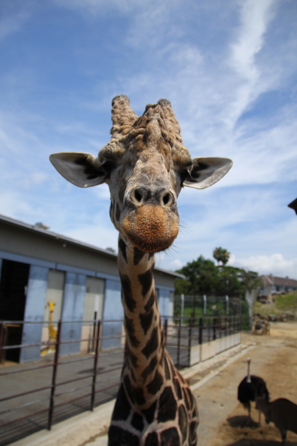 Zoo giraffe Stock Photo