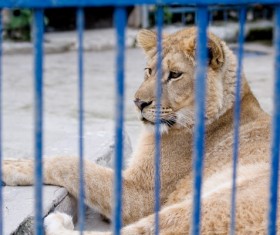 Zoo mother lion Stock Photo