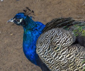 Zoo peacock Stock Photo