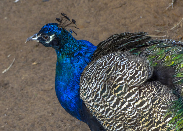 Zoo peacock Stock Photo