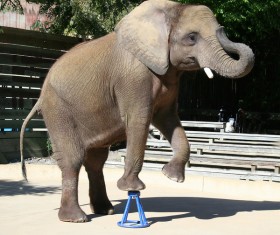 Zoo show elephant Stock Photo
