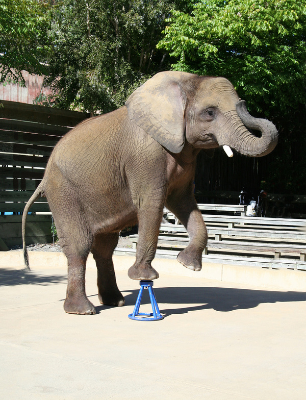 Zoo show elephant Stock Photo