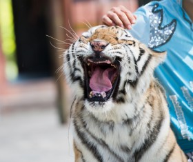 Zoo young tiger Stock Photo