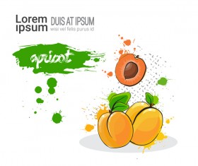 apricot watercolor drawn vector