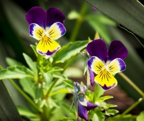 beautiful flower Stock Photo 01