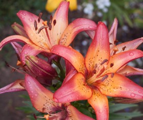 beautiful flower Stock Photo 02