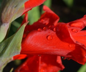 beautiful flower Stock Photo 03