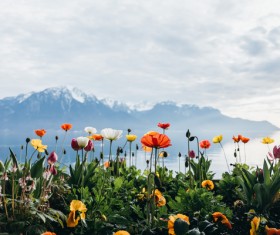 beautiful flower Stock Photo 04