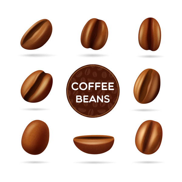 coffee beans illustration vector
