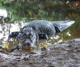 crocodile Stock Photo 01