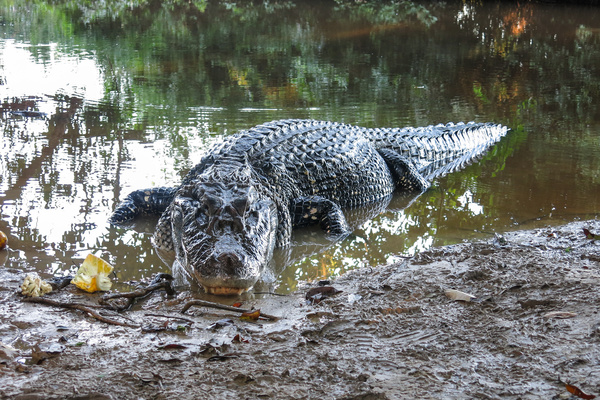 crocodile Stock Photo 01