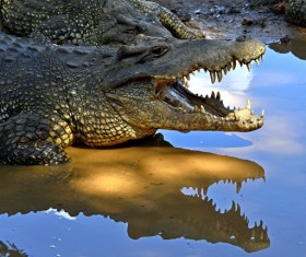 crocodile Stock Photo 02