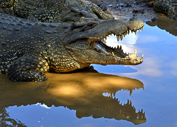 crocodile Stock Photo 02