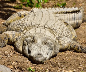 crocodile Stock Photo 03