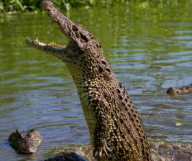 crocodile Stock Photo 04