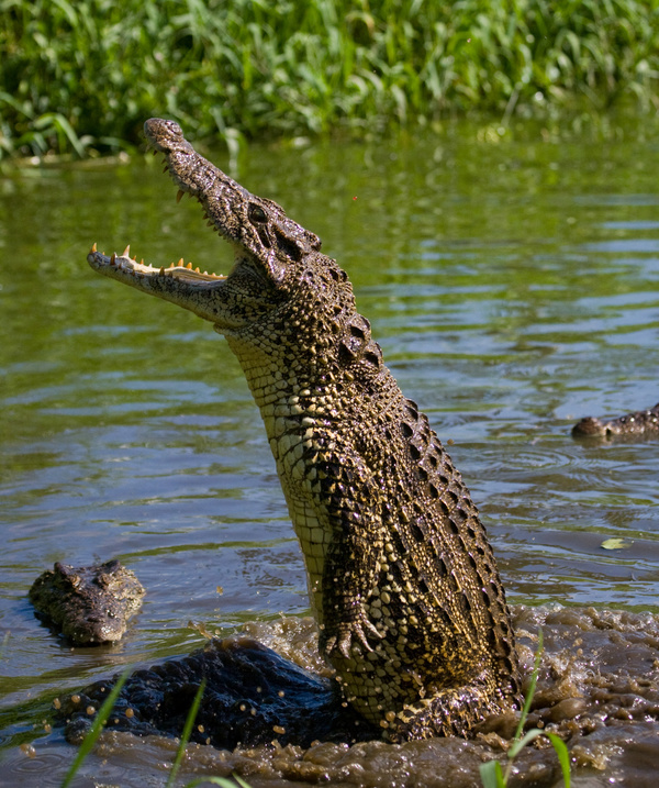 crocodile Stock Photo 04
