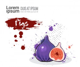 figs watercolor drawn vector