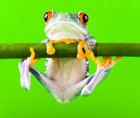 frog hanging on a branch Stock Photo