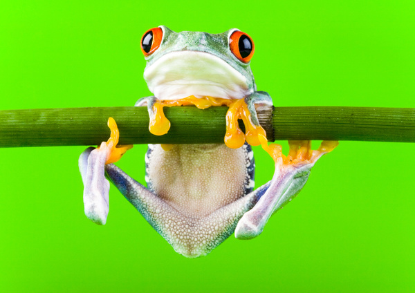 frog hanging on a branch Stock Photo