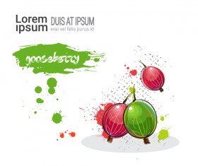 gooseberry watercolor drawn vector