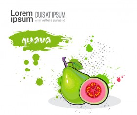 guava watercolor drawn vector