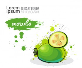 marula watercolor drawn vector