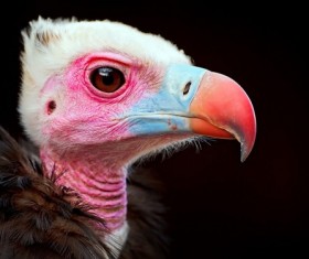 nestling Stock Photo