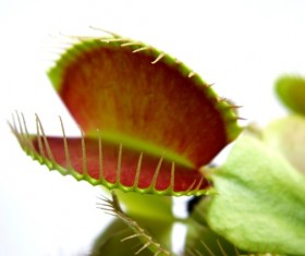 predaceous plants Stock Photo 01