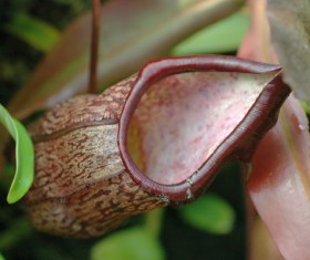 predaceous plants Stock Photo 02