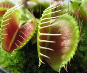 predaceous plants Stock Photo 03