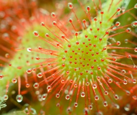 predaceous plants Stock Photo 04