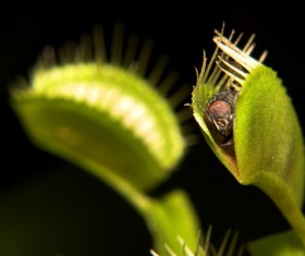predaceous plants Stock Photo 05