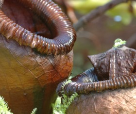 predaceous plants Stock Photo 06