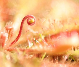 predaceous plants Stock Photo 07