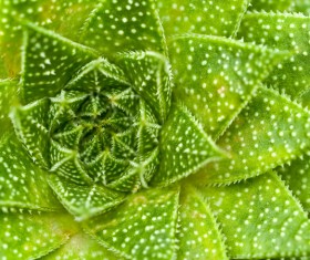 predaceous plants Stock Photo 08