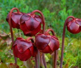 predaceous plants Stock Photo 09