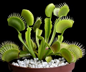 predaceous plants Stock Photo 10