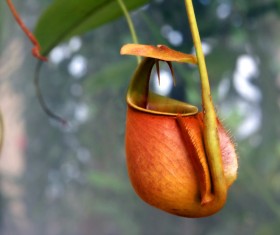 predaceous plants Stock Photo 11