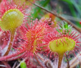 predaceous plants Stock Photo 12