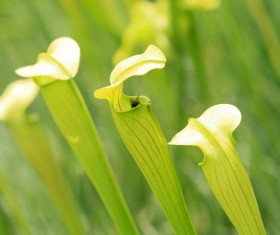 predaceous plants Stock Photo 13
