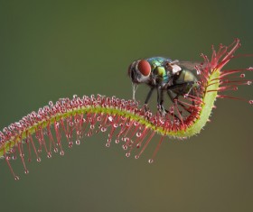 predaceous plants Stock Photo 14