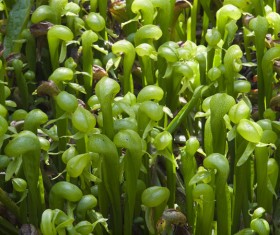 predaceous plants Stock Photo 15