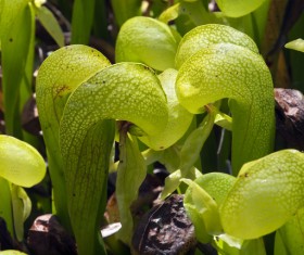 predaceous plants Stock Photo 16