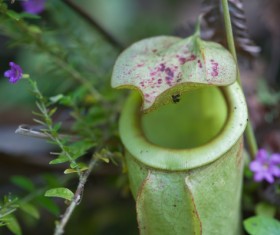 predaceous plants Stock Photo 17