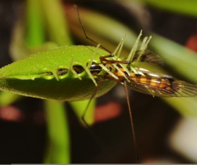 predaceous plants Stock Photo 18