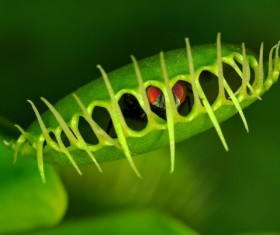 predaceous plants Stock Photo 19