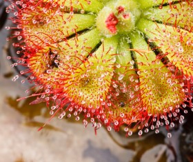 predaceous plants Stock Photo 20