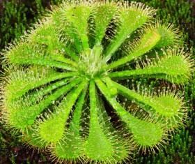 predaceous plants Stock Photo 21