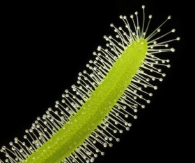 predaceous plants Stock Photo 22