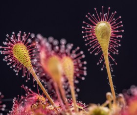 predaceous plants Stock Photo 23